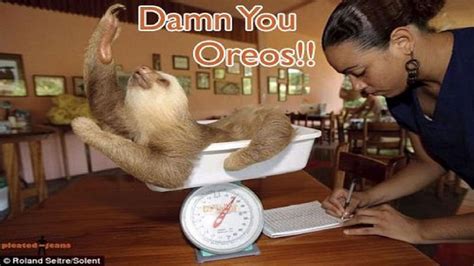 The 8 Best Sloth Memes