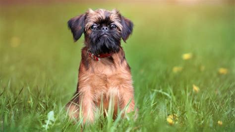 What Size Dog Is A Affenpinscher