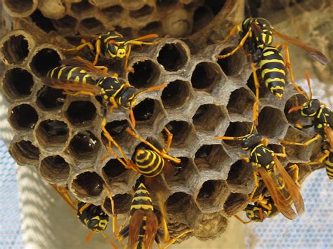 3 Common Wasp Nests in San Diego | Bee Best Bee Removal