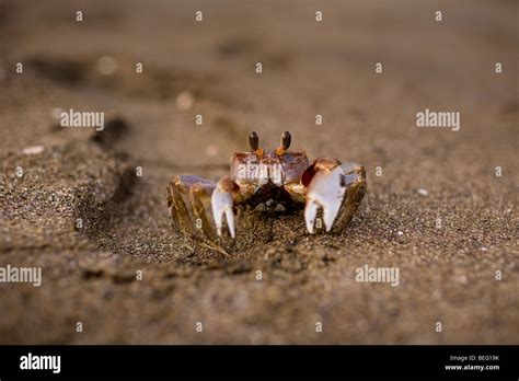 Sand crab burrowing in the sand in Playas del Coco, Costa Rica Stock ...