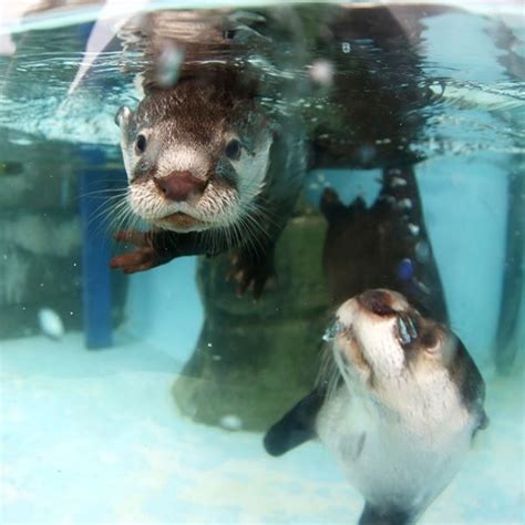 Mother Otter Keeps a Close Eye on Her Pup During Swimming Lessons — The ...