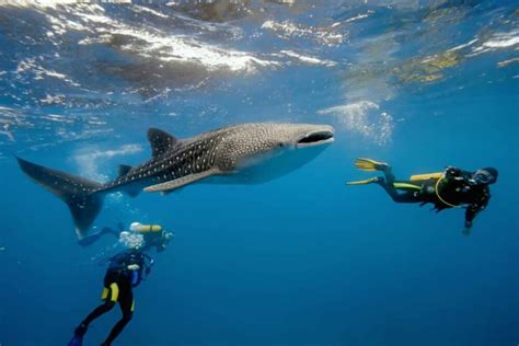 ¿Qué hacer en Holbox? – Disfruta al máximo tu visita - Info Quintana Roo