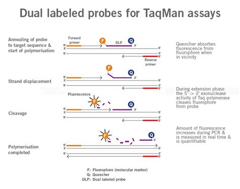 Primer design guide - 5 tips for best PCR results