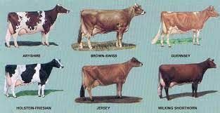 Bos Indicus Breeds Of Cattle - Gegu Pet