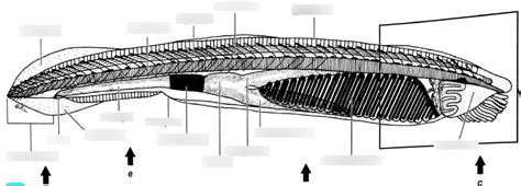 Lab 2: Cephalochordate anatomy (figure 2.5) Diagram | Quizlet