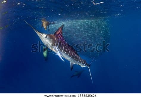 Striped Marlin Sea Lion Hunting Sardine Stock Photo (Edit Now) 1558635626