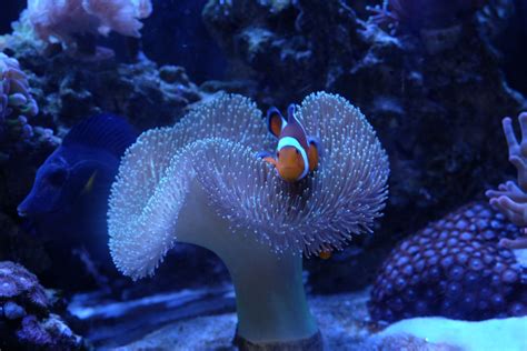 clownfish-in-leather-coral_26486344314_o | Reef tank, Fish pet, Clown fish