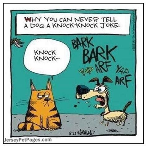 Cat knock knock Jokes