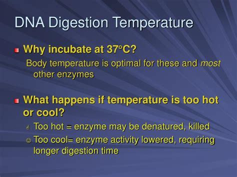 [DIAGRAM] Diagram Dna Digestion - MYDIAGRAM.ONLINE