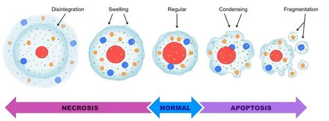 Apoptosis- Definition, Pathways, Assay, Examples (vs Necrosis)