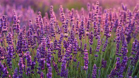 83 Wallpaper For Laptop Lavender For FREE - MyWeb