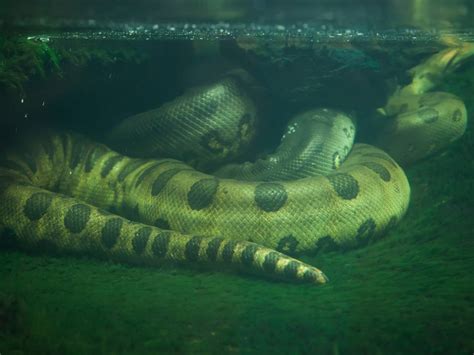 Galería de imágenes: Los Animales de la Amazonía de Ecuador