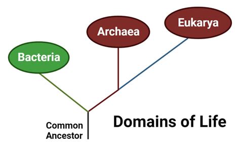 Archaea: Habitat, Characteristics, Classification, Applications