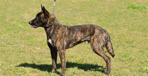 Dutch Shepherd Guide (Lifespan, Size & Characteristics)