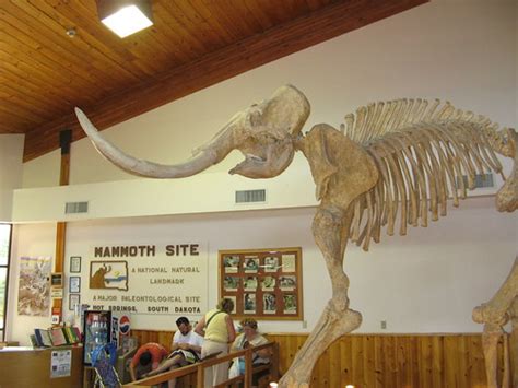 20070630_mammoth_site_mammoth_skeleton.jpg | Mammoth skeleto… | Flickr