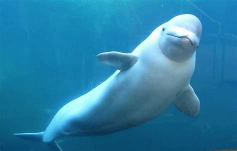 beluga whale - Google Search | Beluga whale, Whale, Beluga