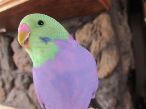 Awesome Parakeet Photos - My Parakeet Clarabelle