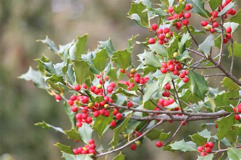 American Holly: Plant Care & Growing Guide