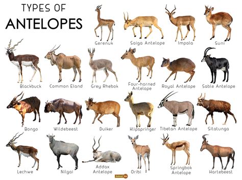 Antelope Facts, Types, Lifespan, Classification, Habitat, Pictures