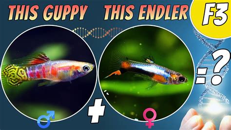 Guppy/Endler Hybrid Breeding Project F3's - YouTube