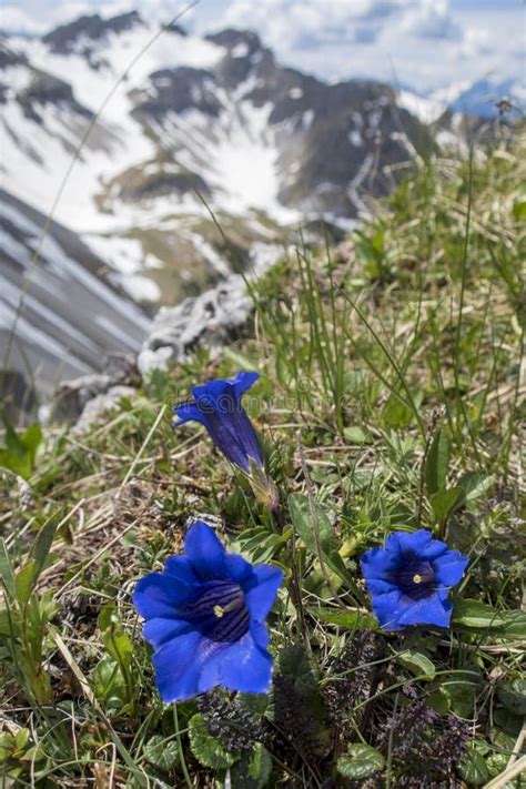 161 Blue Enzian Flower Stock Photos - Free & Royalty-Free Stock Photos ...