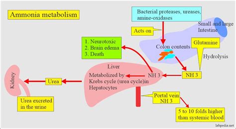 Ammonia (NH3), Hyperammonia, Ammonia level - Labpedia.net