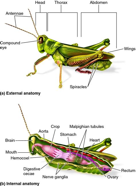 Template Grasshopper Dissection Diagram Labeled | Dissection, Insect ...