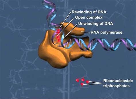 Transcription [HD Animation] (+playlist) | Rna polymerase ...