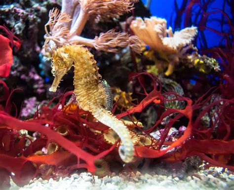 50 Surprising Seahorse Facts That You Never Knew About