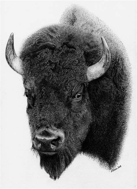 Bison Drawing by Lorraine Moen