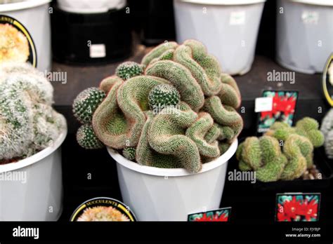 Mammillaria elongata cristata or known as Brain Cactus Stock Photo - Alamy