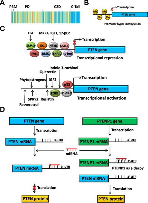 Genomic mechanisms of PTEN regulation. (A) Mutations. PTEN mutations ...