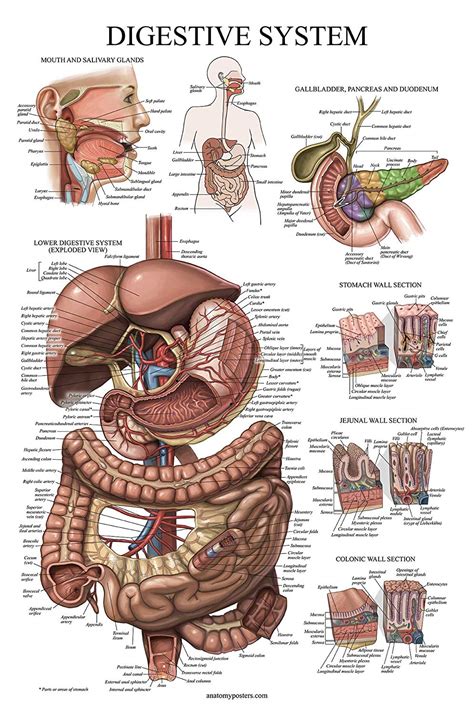 Digestive System Anatomical Chart - Palace Learning