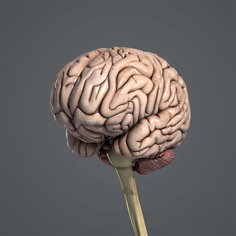 3d medically human brain model