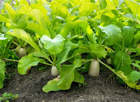 Enricher Daikon Radish - Advance Cover Crops