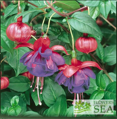 Buy trailing Fuchsia Blue Eyes at FBTS Online Nursery