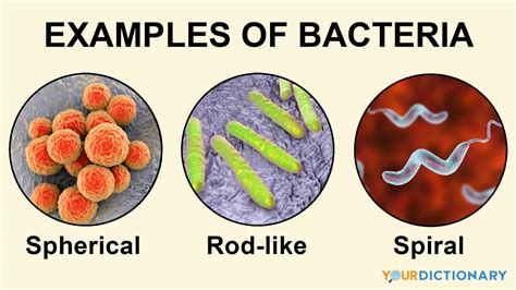 Types Of Bacterial Cells