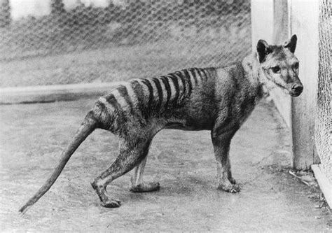 Extinction of thylacine | Australia’s Defining Moments Digital ...