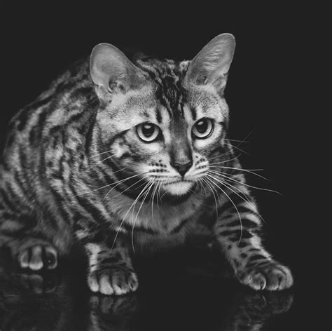 Charcoal Bengal Cat: Everything You Need to Know - Bengal Cat Care