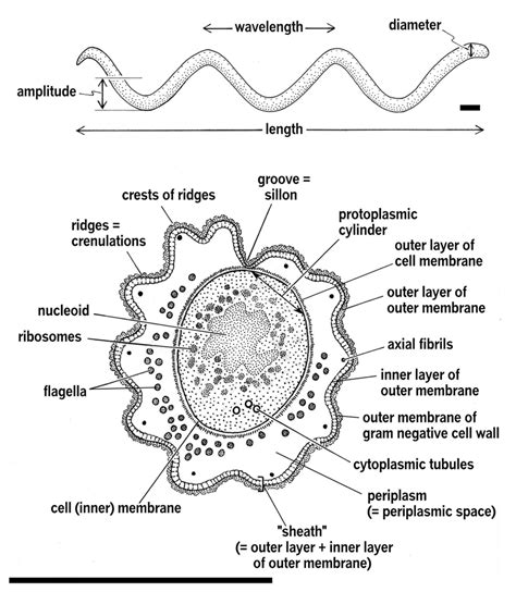 Spirochete structure as basis for morphometric analysis (Margulis ...