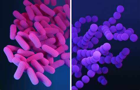 Gram Stain: Identifying Differences in Bacterial Cell Walls - Biomed Guide