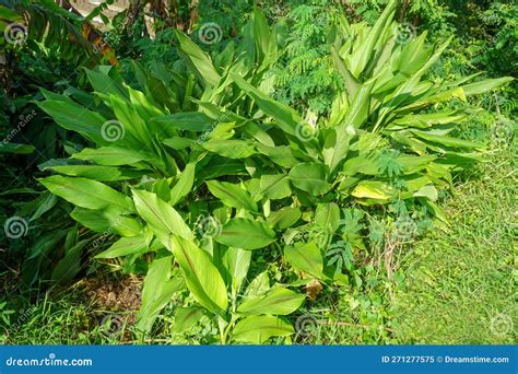 High Angle Shot of Temulawak Plant (Curcuma Zanthorrhiza) Stock Image ...