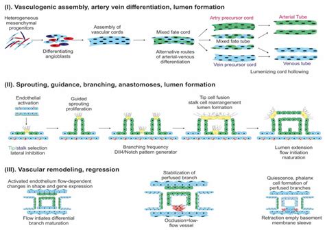 Steps of angiogenesis: (I)—Endothelial cell (EC) differentiated from ...