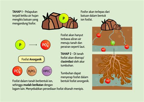 SOLUTION: Biologi daur biogeokimia siklus fosfor - Studypool