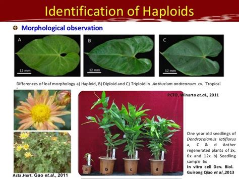 Haploid