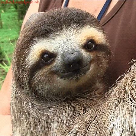 Sloth GIF - Find & Share on GIPHY