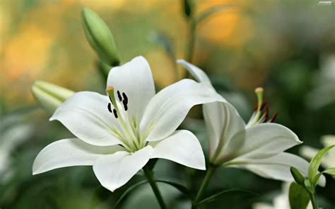 Close, White, lilies - Flowers wallpapers: 3000x1872