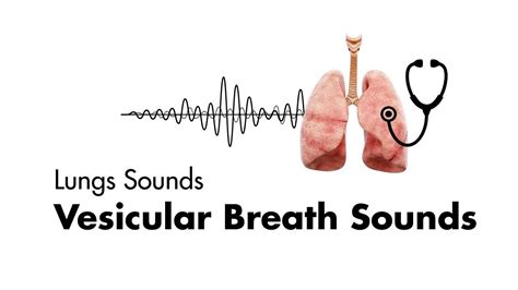 Vesicular Breath Sounds - Normal Lung Sounds - MEDZCOOL - YouTube