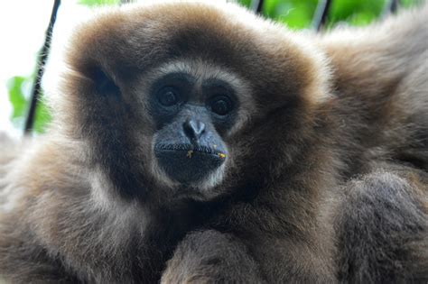 White-Handed Gibbon – Utica Zoo