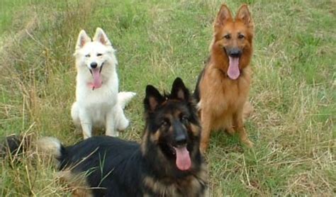 German Shepherd Coat and Color Varieties - PetHelpful